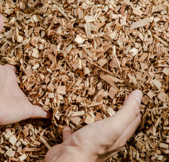 Hands,Holding,Wooden,Chips,From,Eucalyptus,Trees,As,Fuel,For