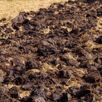 Cow,Manure,In,The,Garden